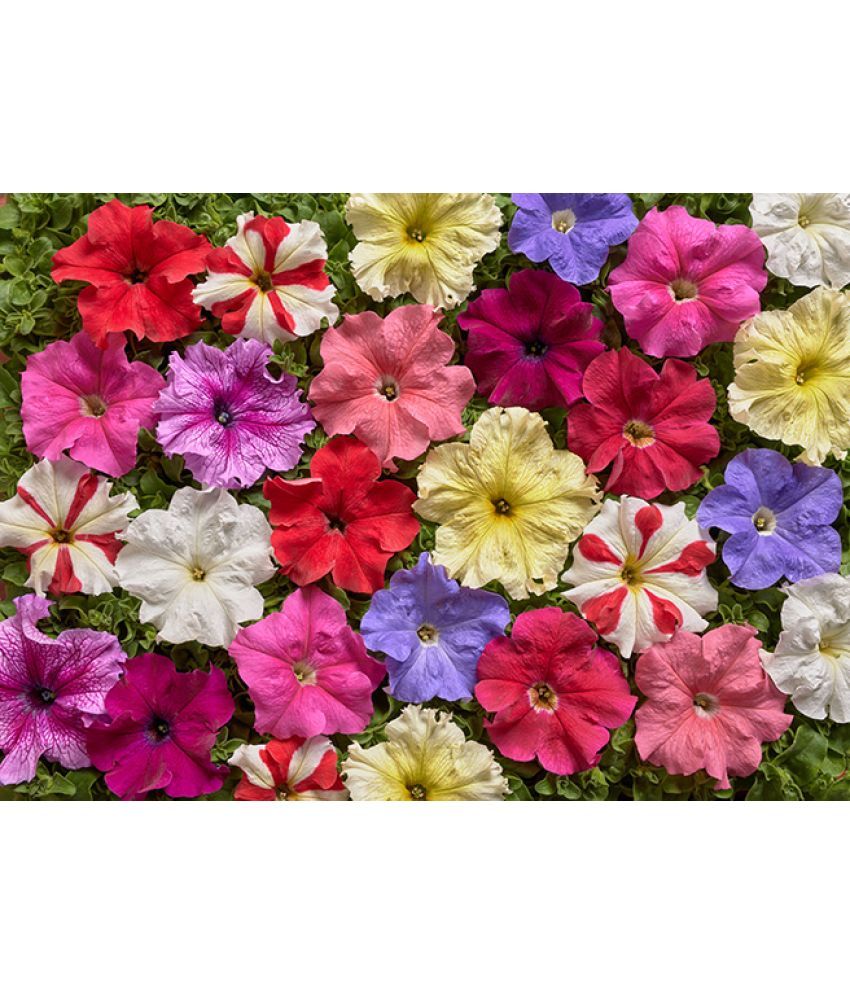     			zello. Petunia Mixed Flower ( 50 Seeds )