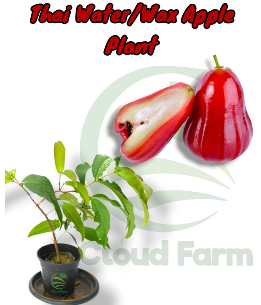     			Cloud Farm Outdoor Fruit Plant ( Pack of 1 )