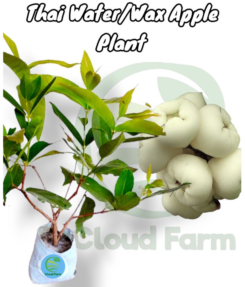     			Cloud Farm Outdoor Fruit Plant ( Pack of 1 )