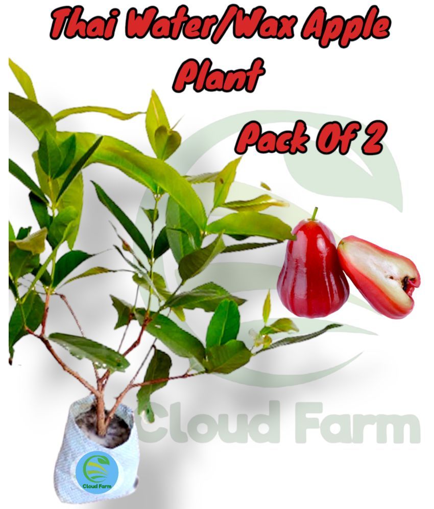     			Cloud Farm Outdoor Fruit Plant ( Pack of 2 )