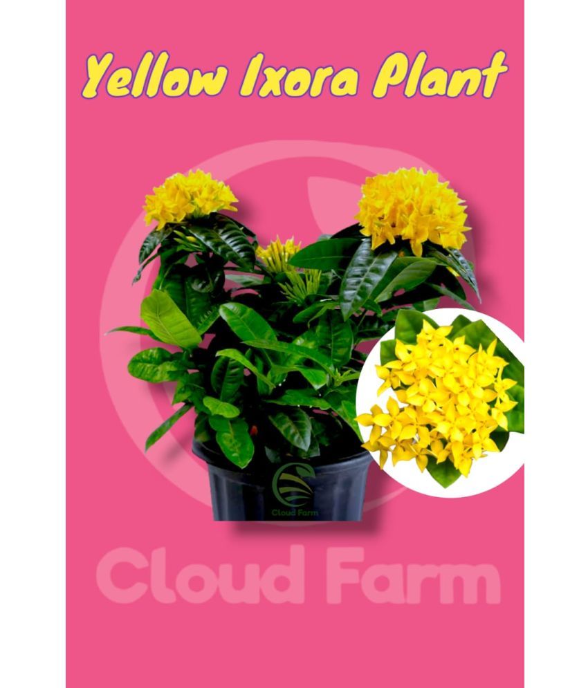     			Cloud Farm Outdoor Flower Plant ( Pack of 1 )