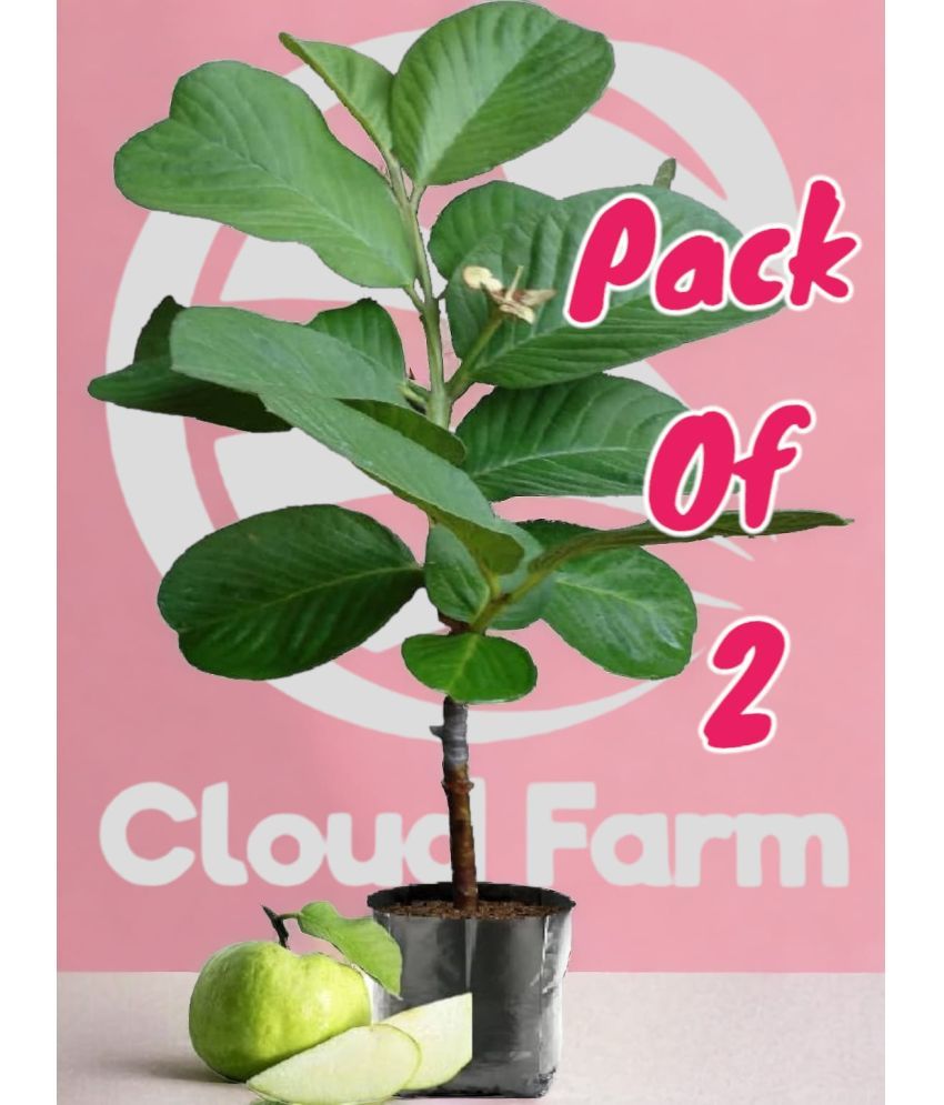     			Cloud Farm Outdoor Fruit Plant ( Pack of 2 )