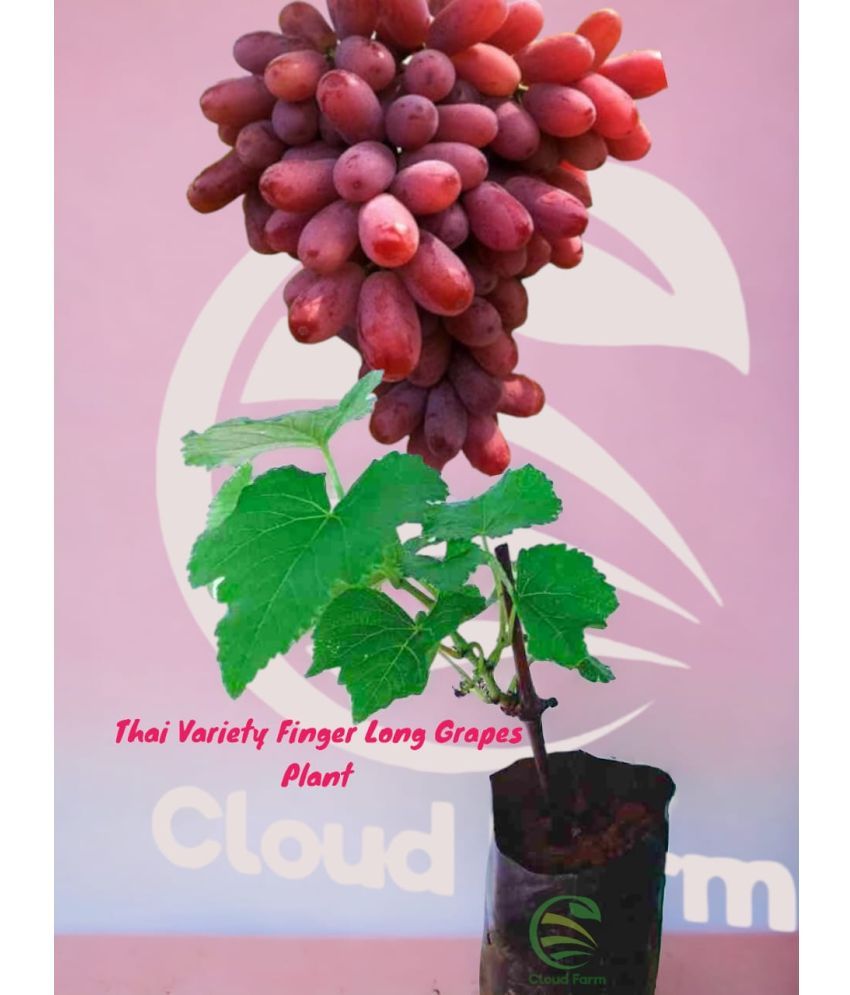     			Cloud Farm Outdoor Fruit Plant ( Pack of 1 )