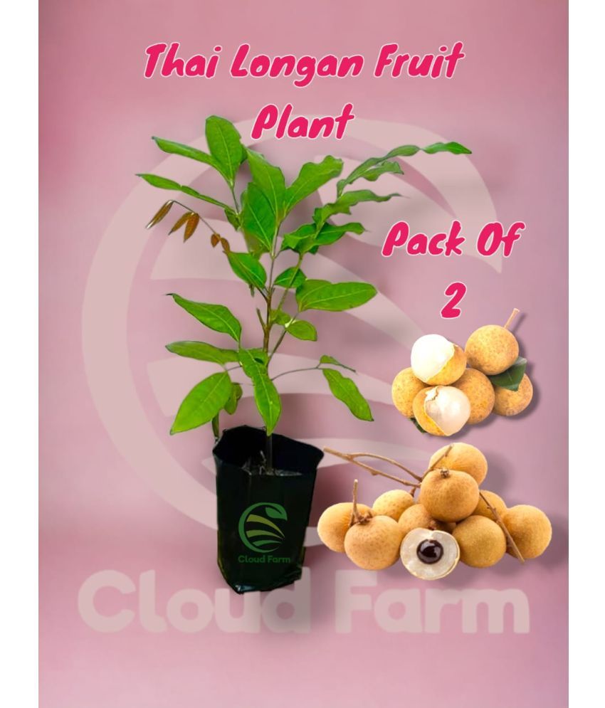     			Cloud Farm Outdoor Fruit Plant ( Pack of 2 )