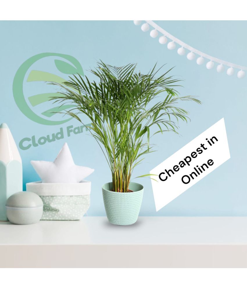     			Cloud Farm Indoor Bamboo Plant ( Pack of 1 )