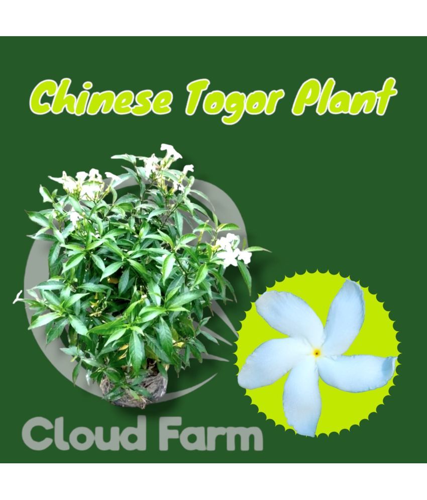     			Cloud Farm Outdoor Flower Plant ( Pack of 1 )