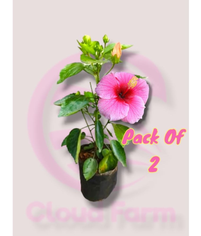     			Cloud Farm Outdoor Flower Plant ( Pack of 2 )