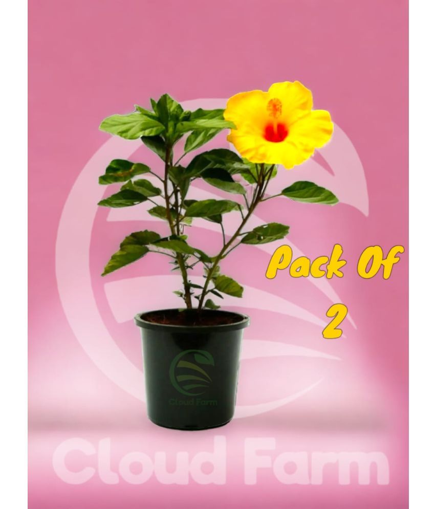     			Cloud Farm Outdoor Flower Plant ( Pack of 2 )