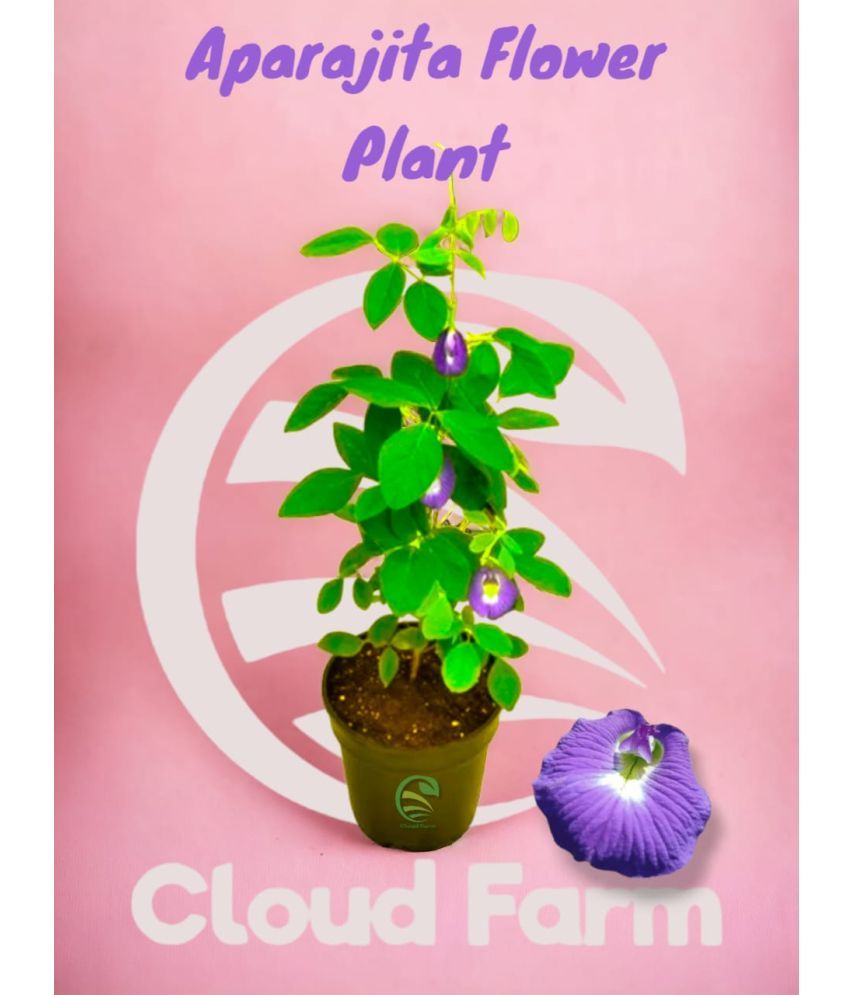     			Cloud Farm Outdoor Flower Plant ( Pack of 1 )