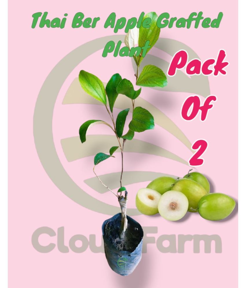     			Cloud Farm Outdoor Fruit Plant ( Pack of 2 )