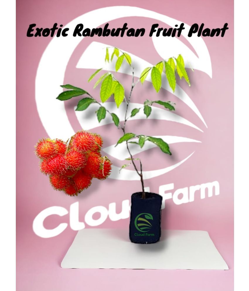     			Cloud Farm Outdoor Fruit Plant ( Pack of 1 )