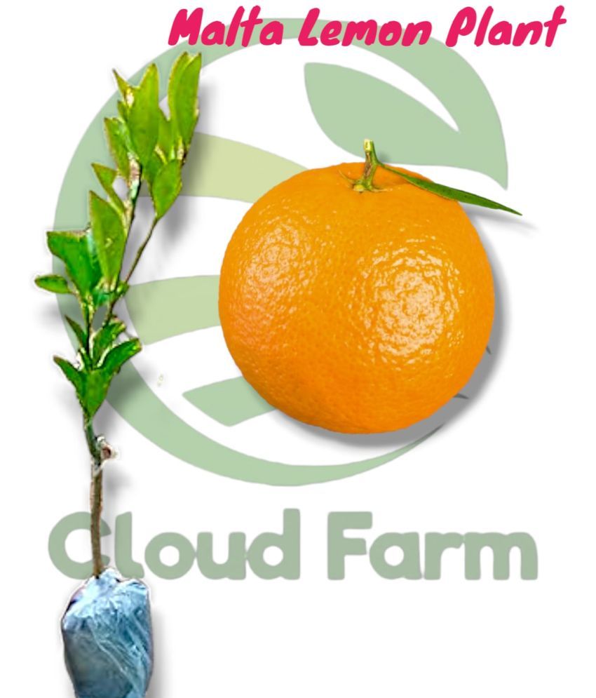     			Cloud Farm Outdoor Fruit Plant ( Pack of 1 )