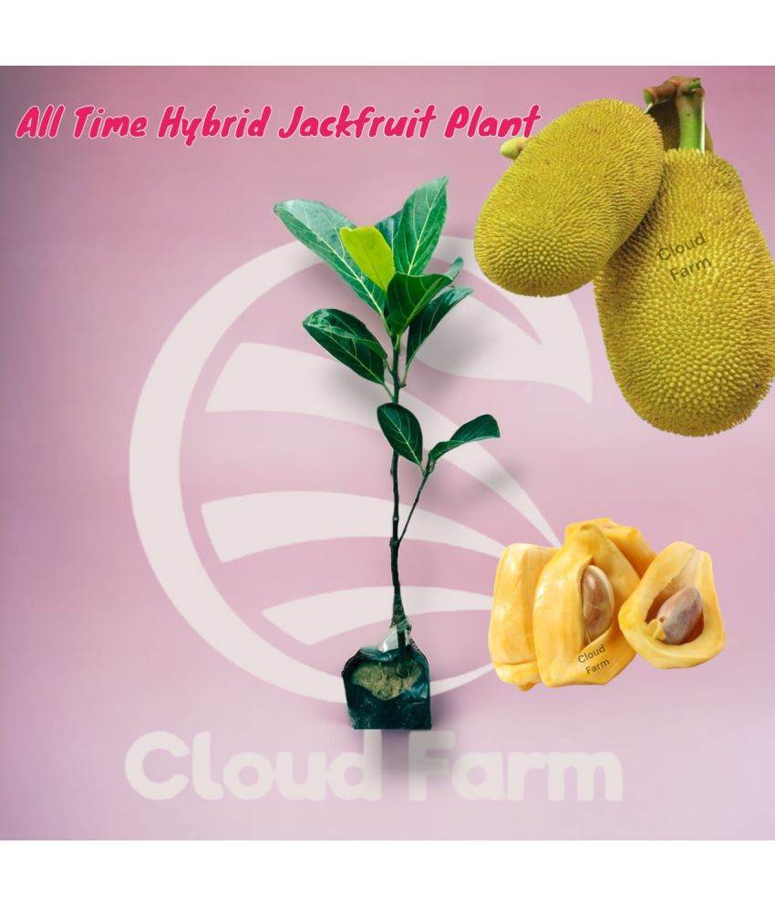     			Cloud Farm Outdoor Fruit Plant ( Pack of 1 )