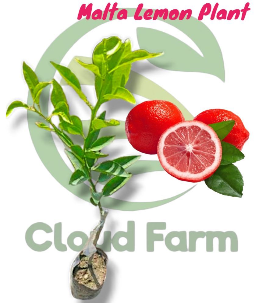     			Cloud Farm Outdoor Fruit Plant ( Pack of 1 )