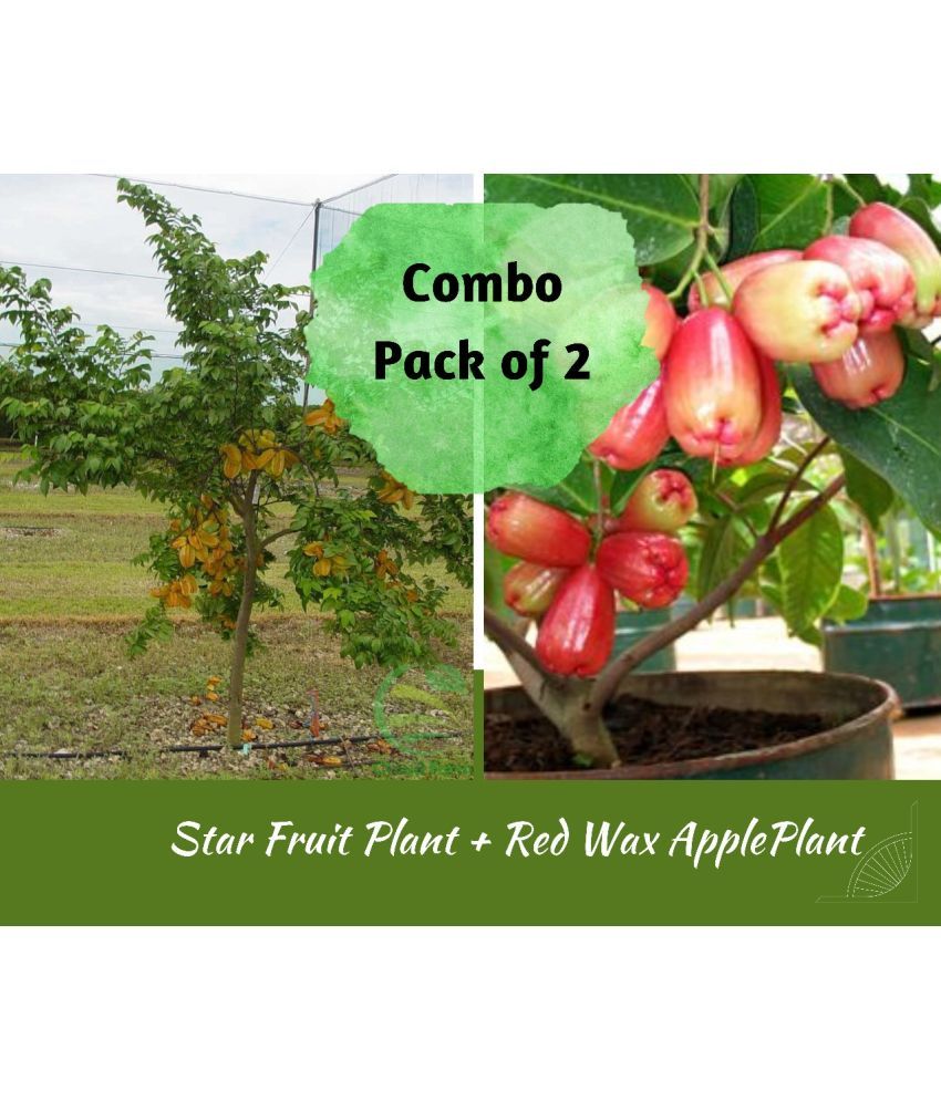     			Cloud Farm Outdoor Fruit Plant ( Pack of 2 )