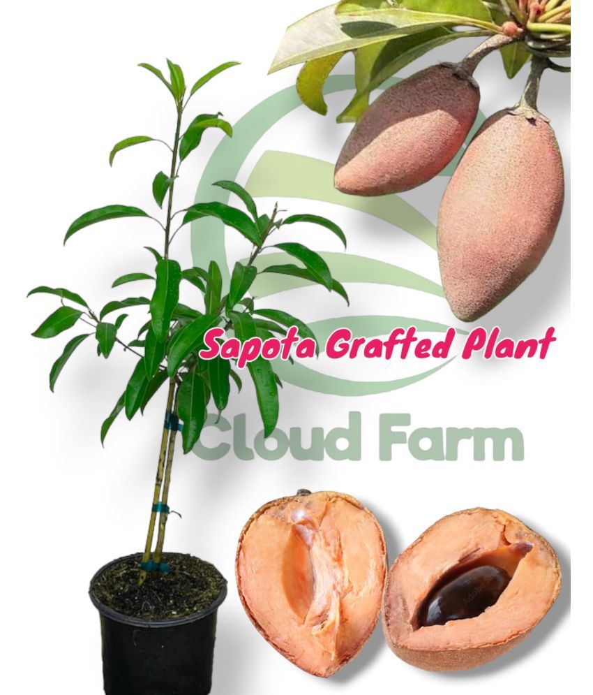     			Cloud Farm Outdoor Fruit Plant ( Pack of 1 )