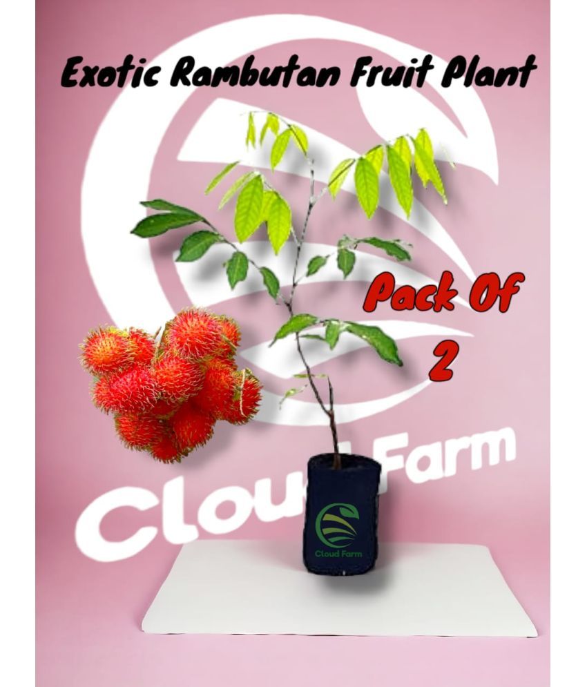     			Cloud Farm Outdoor Fruit Plant ( Pack of 2 )