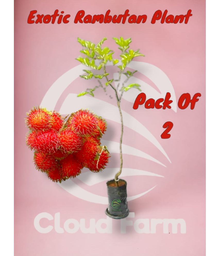     			Cloud Farm Outdoor Fruit Plant ( Pack of 2 )