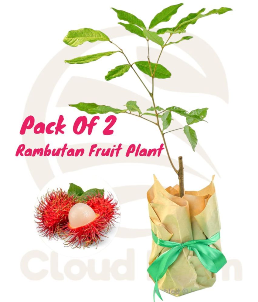     			Cloud Farm Outdoor Fruit Plant ( Pack of 2 )