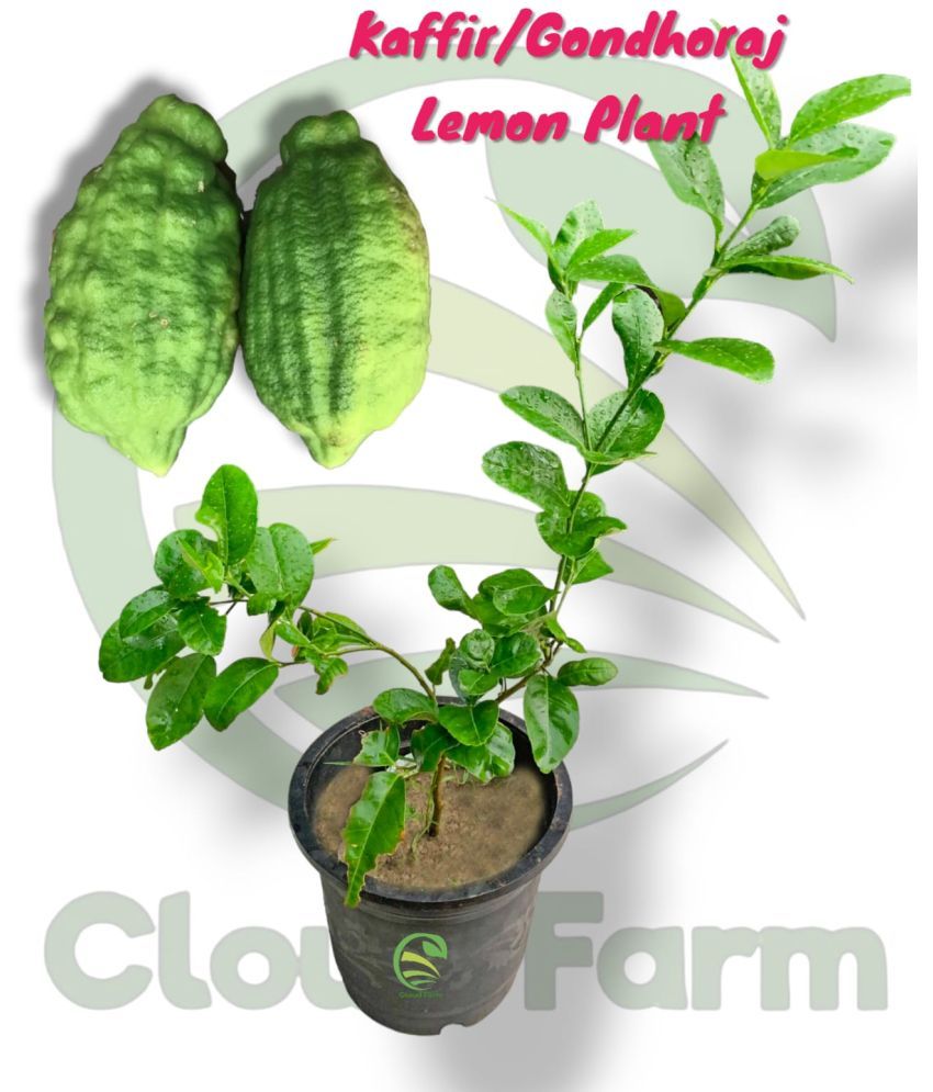     			Cloud Farm Outdoor Fruit Plant ( Pack of 1 )