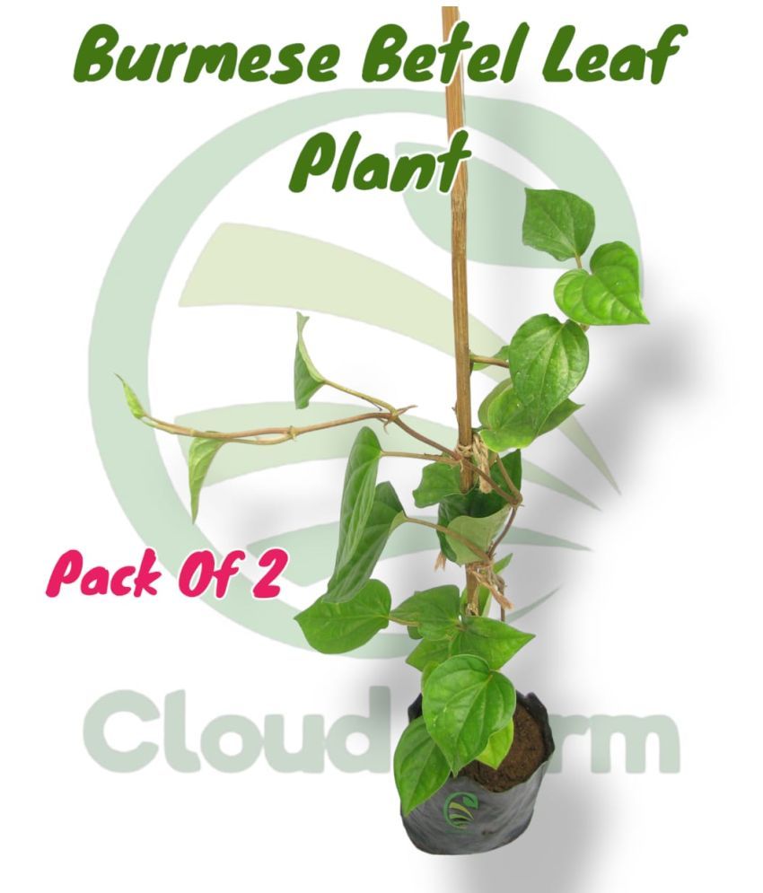     			Cloud Farm Outdoor Herbs Plant ( Pack of 2 )