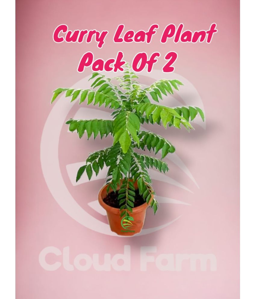     			Cloud Farm Outdoor Herbs Plant ( Pack of 2 )