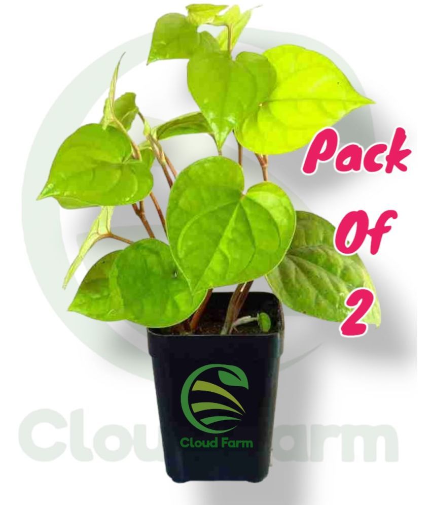     			Cloud Farm Outdoor Herbs Plant ( Pack of 2 )