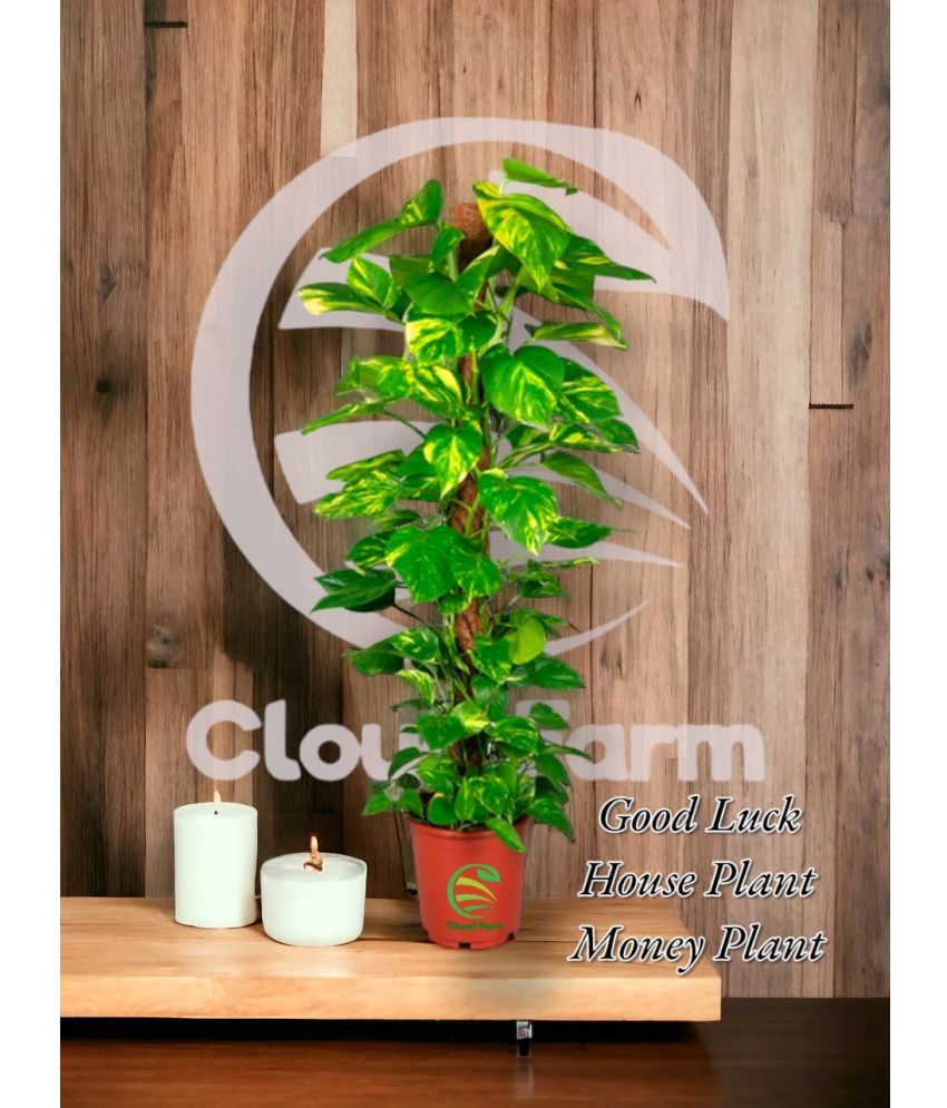     			Cloud Farm Outdoor Ornamental Plant ( Pack of 1 )