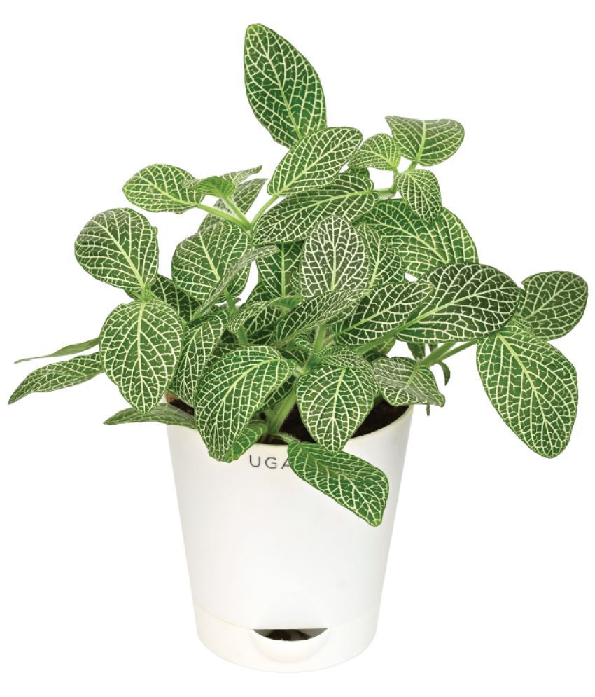 Buy UGAOO Big Leaf Fittonia Live Indoor Plant with Pot Online at Best ...