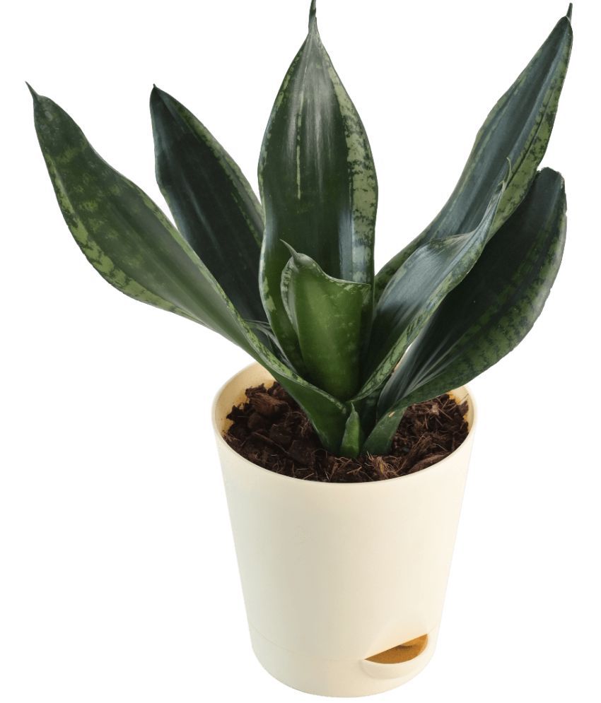     			UGAOO Sansevieria Whitney - Snake Succulent Live Plant with Pot