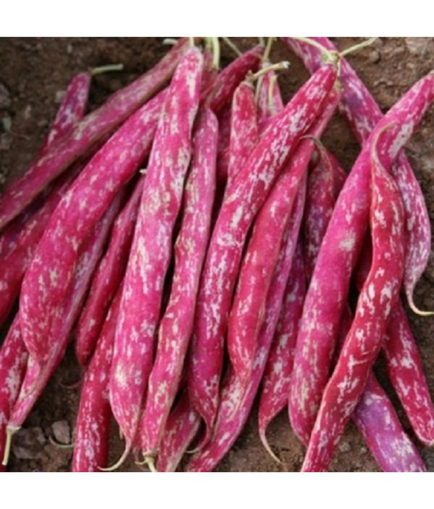     			Red Beans sutra vegetable pack of 15 seeds