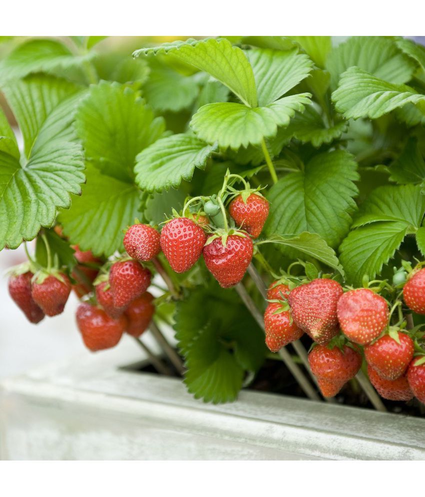 Strawberry Alpine Fragaria Variety seed ( 20 Seeds) Buy Strawberry