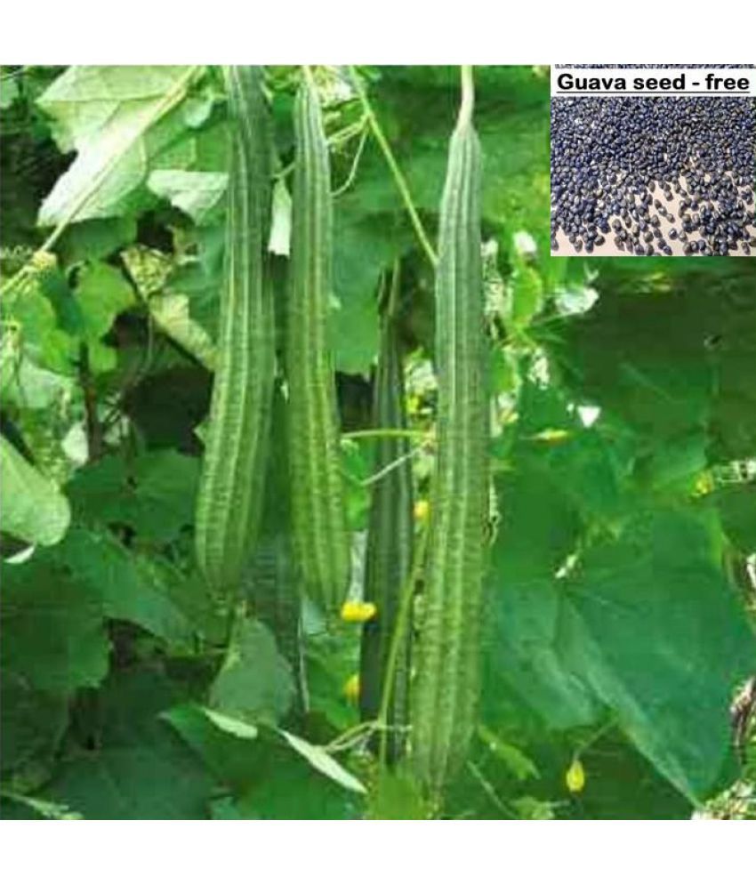     			Ridge Gourd (Toree) Long - Desi Vegetable 20 Seeds + Guava seed free ( 10 seed )