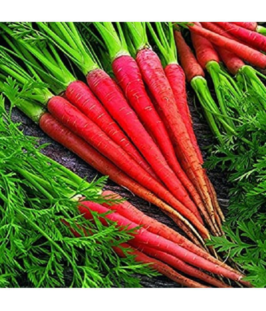     			CARROT RED SEEDS- pack of 50 seeds
