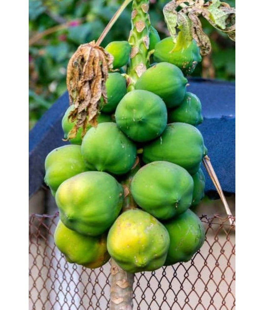     			Papaya, Papita Honey Dew Fruit | Pack of 25 Seeds