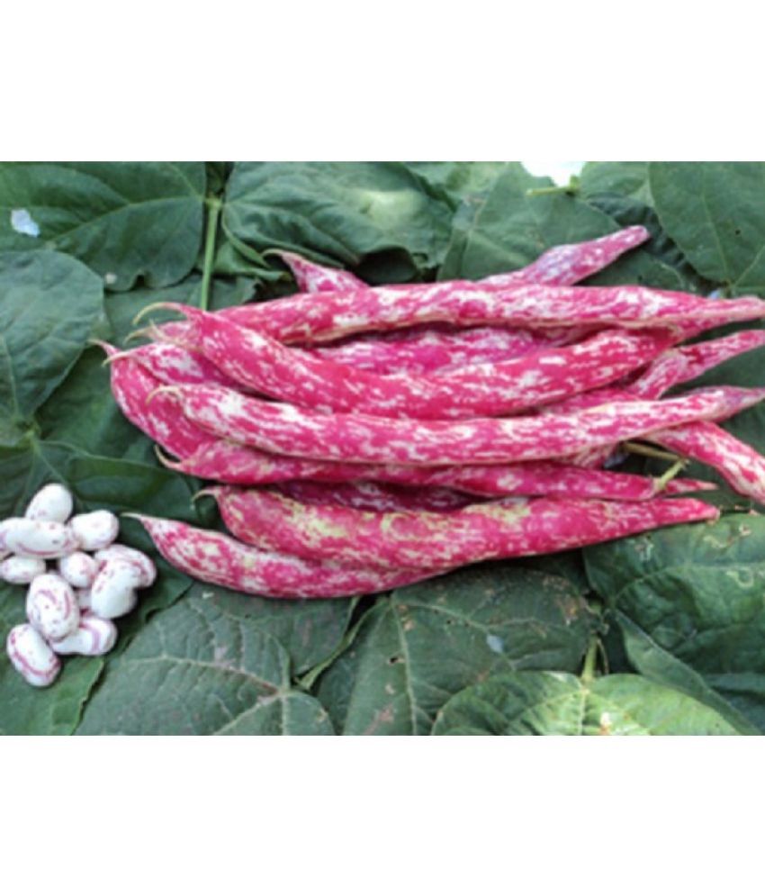    			Red Beans (Sutra, Hybrid) Vegetable PACK OF 15 Seeds