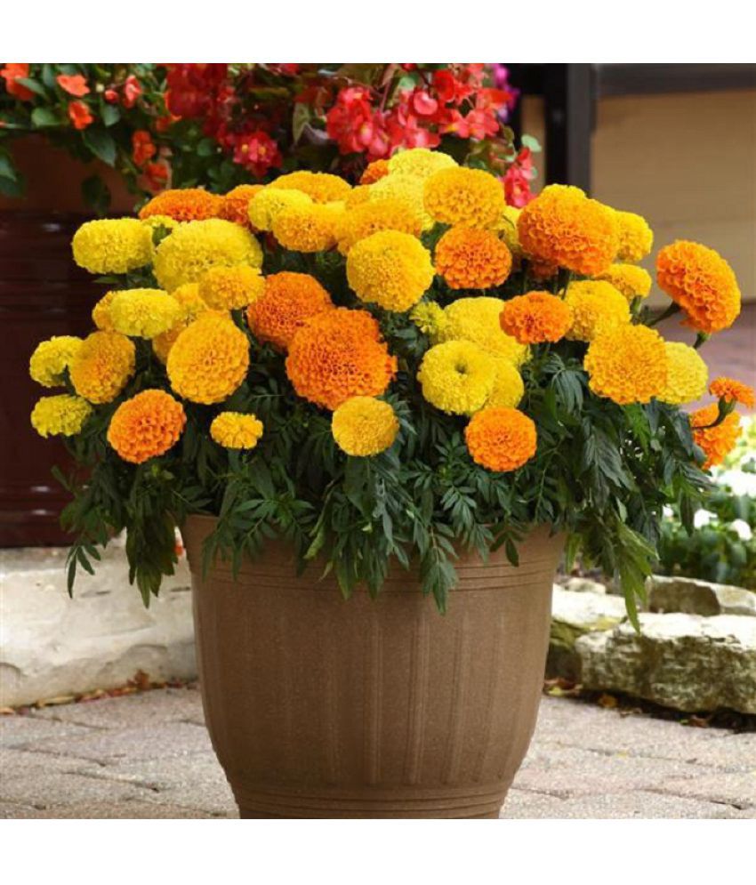     			Mix marigold pack of 50 seeds