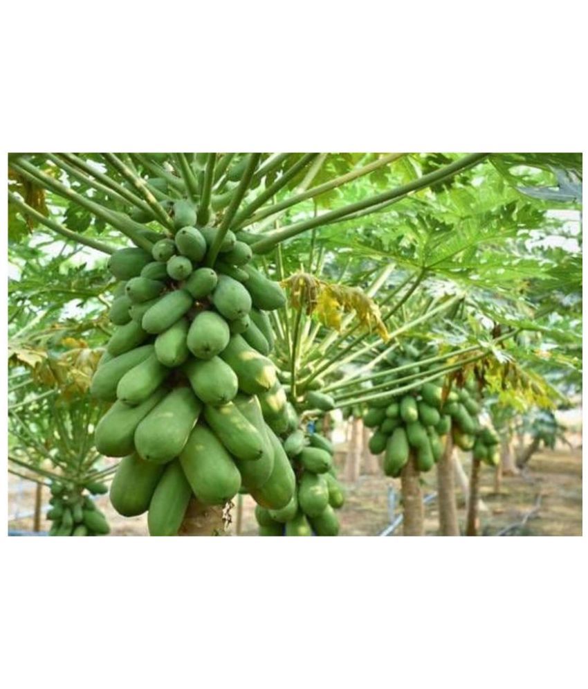     			Dwarf Papaya F1 Hybrid Fruit Seeds Pack Of 100