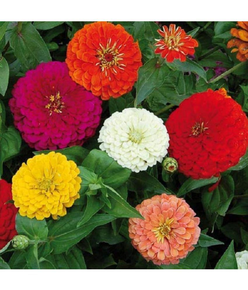     			Dhalia Decorative Mix Seeds-pack of 20 seeds