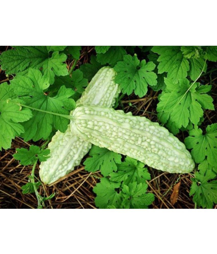     			Bitter Gourd White Long Seeds (15 Seeds)