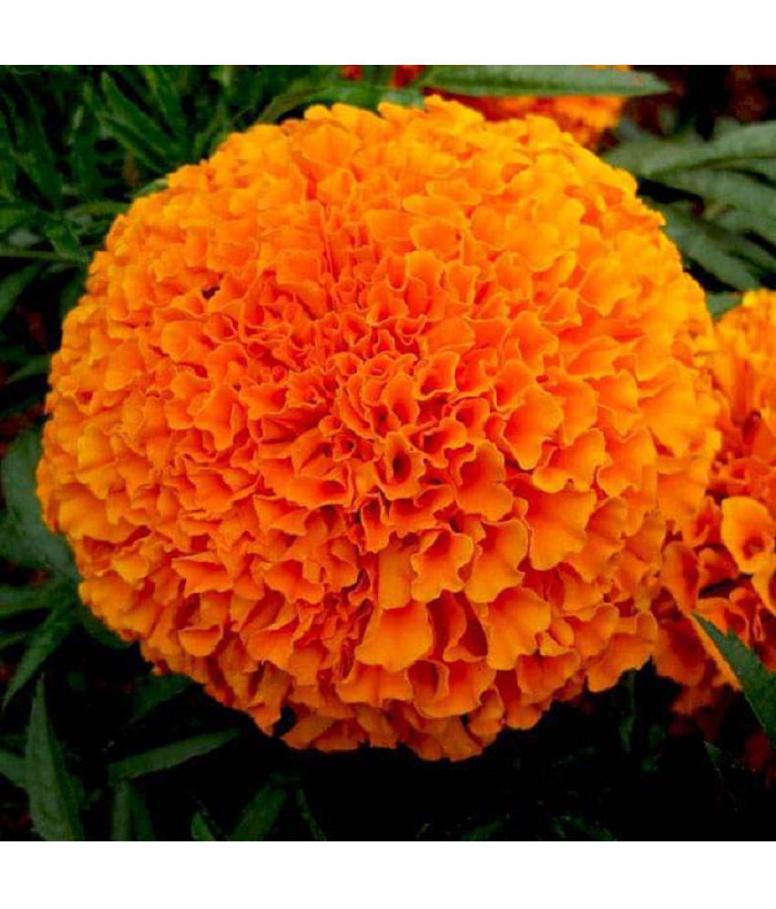     			Marigold Perfection Orange - Flower Seeds pack of 50