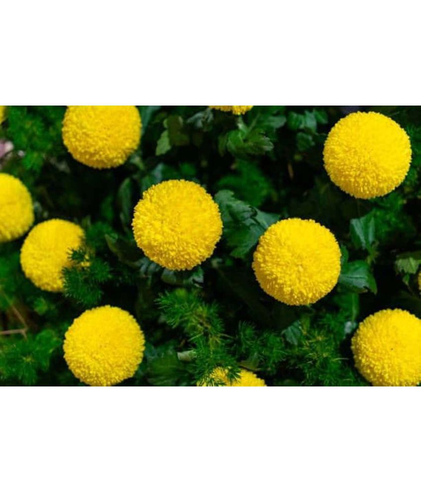     			Marigold Pusa Basanti - Desi yellow Flower Seeds pack of 50