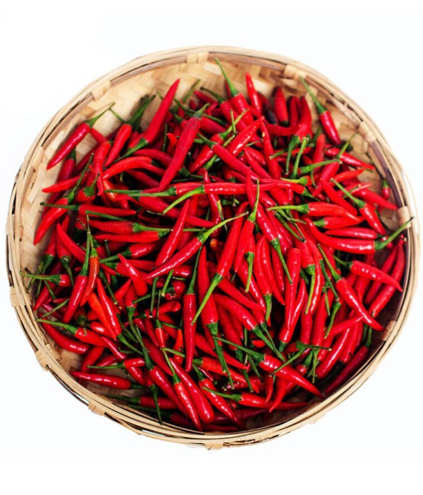 Pepper Chilli Hybrid Bengali Surajmukhi Type Seeds 50 seeds Buy