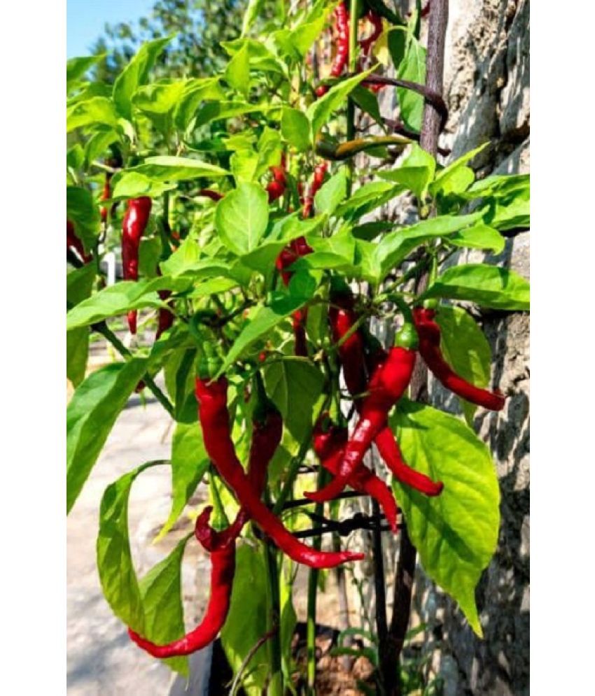     			Hybrid Red Chilli long Seeds | Pack of 100 Seeds