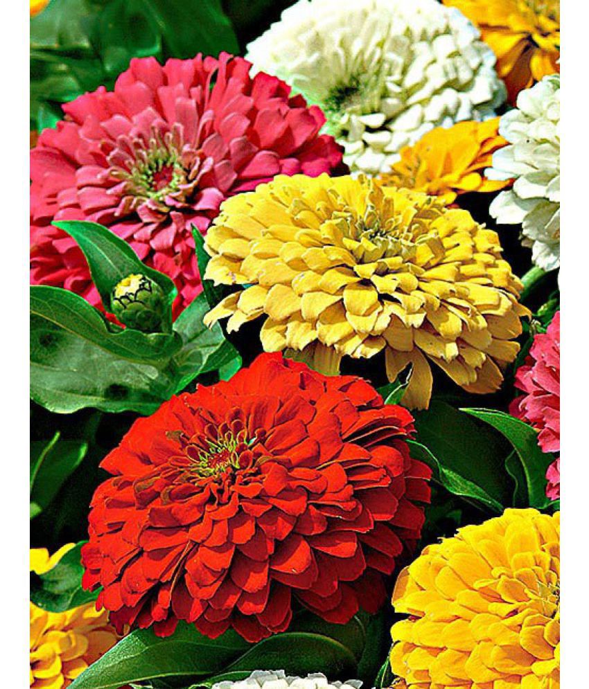     			RECRON ZINNIA MIX COLOR FLOWER SEED ( PACK OF 30 SEED)