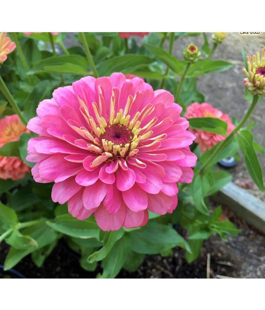     			Beautiful Pink Zinnia Flower Plant Seeds - 30 Seeds