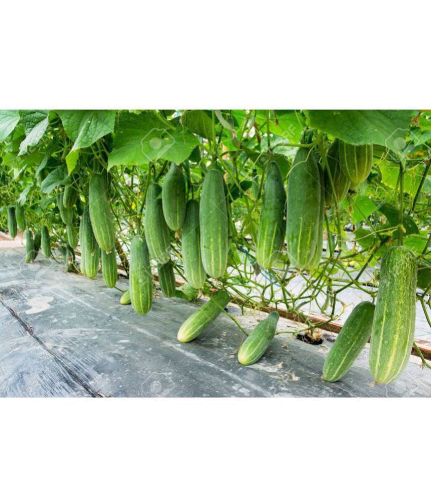     			Cucumber Seeds For Home & Kitchen Gardening | Pack of 50