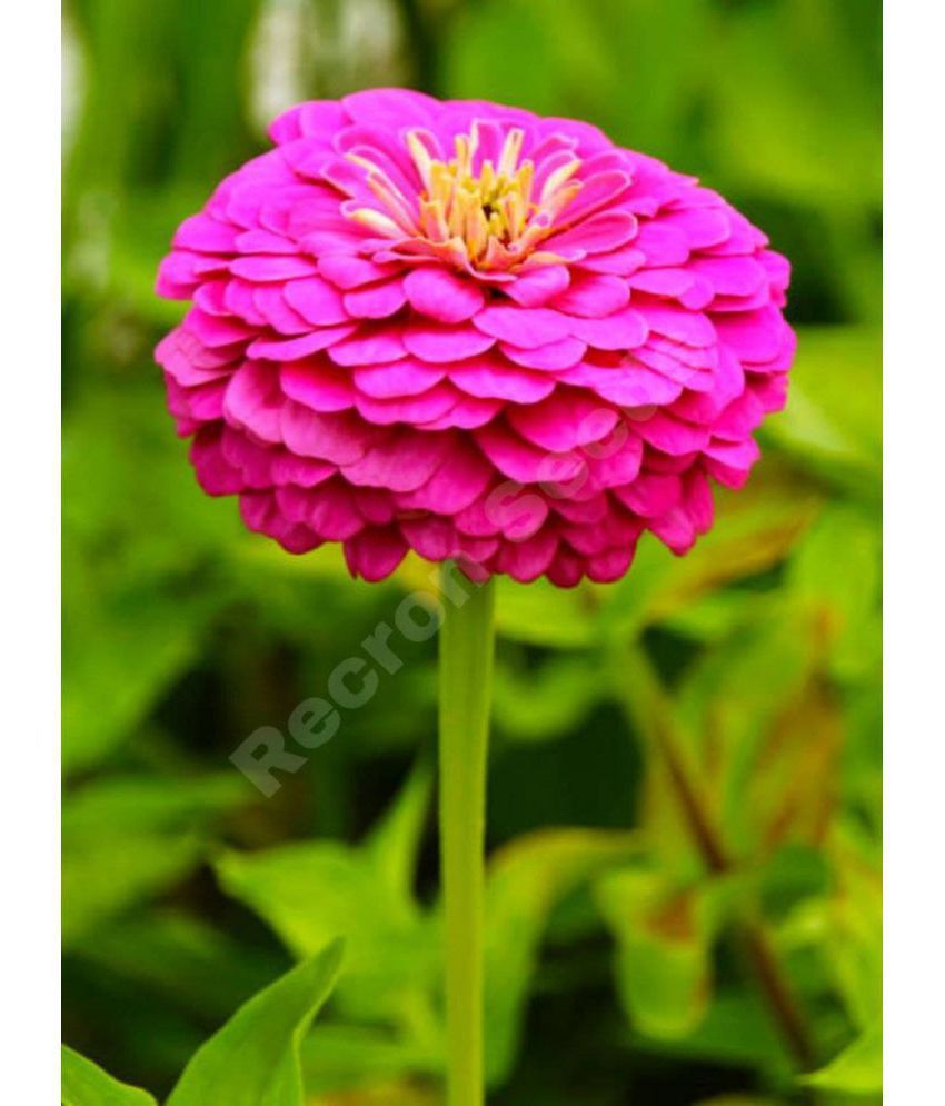     			Home Gardening Beautiful Zinnia Pink Flower Seeds Pack OF 30