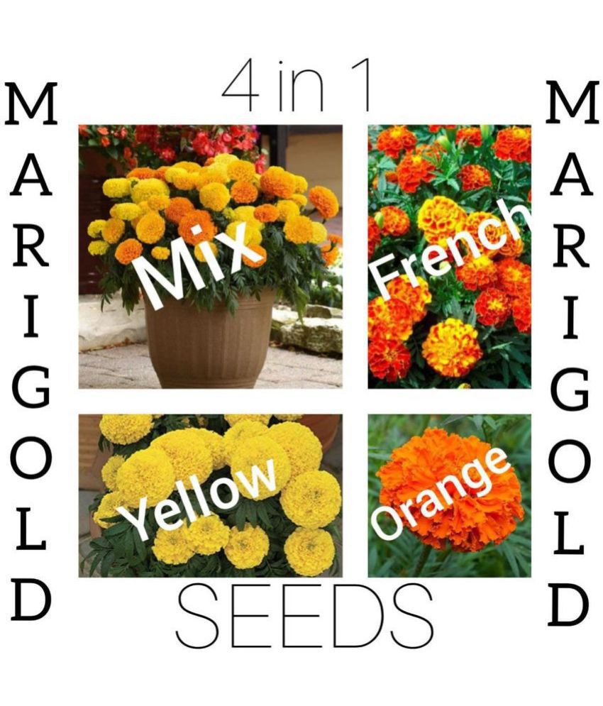     			Marigold Flower 4 in 1 combo best Quality Premium Seeds for home, plants, balcony, kitchen & Farm House gardening pack of 20 seeds