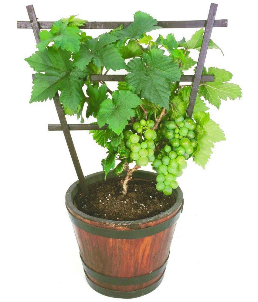     			Organic Grape Fruit Bonsai Suitable Tree Seeds | Pack of 20 seeds